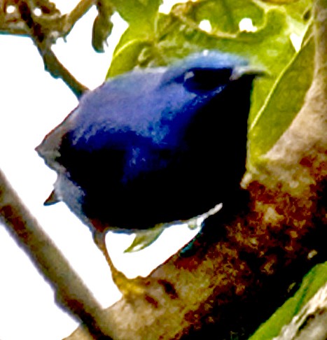 Purple Honeycreeper - ML642430505