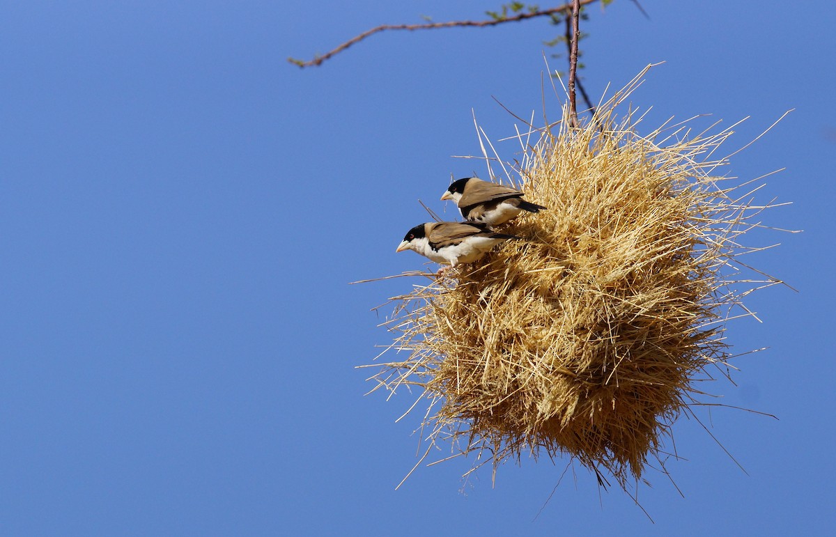 Tejedor Social de Cabanis - ML642430510