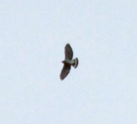 Broad-winged Hawk - ML642430512
