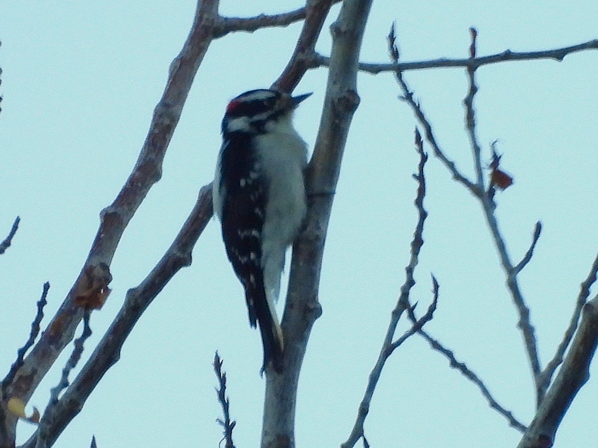 Downy Woodpecker - ML642430543