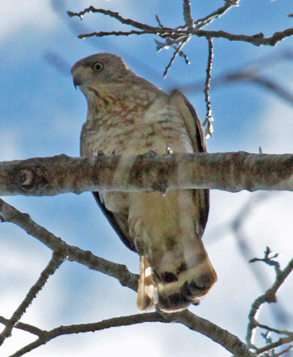 Broad-winged Hawk - ML642430558