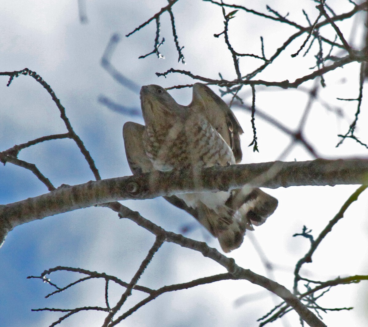 Broad-winged Hawk - ML642430559