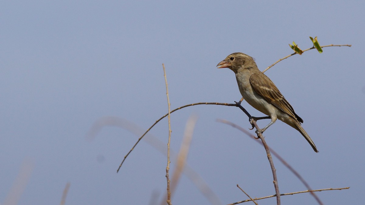 Yellow-spotted Bush Sparrow - ML642430568