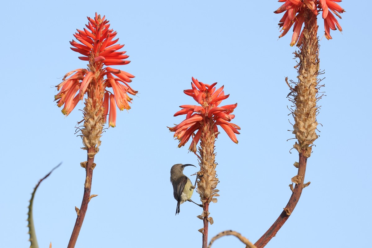 Greater Double-collared Sunbird - ML642430576