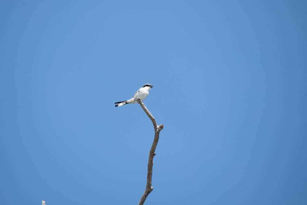 Loggerhead Shrike - ML642430587