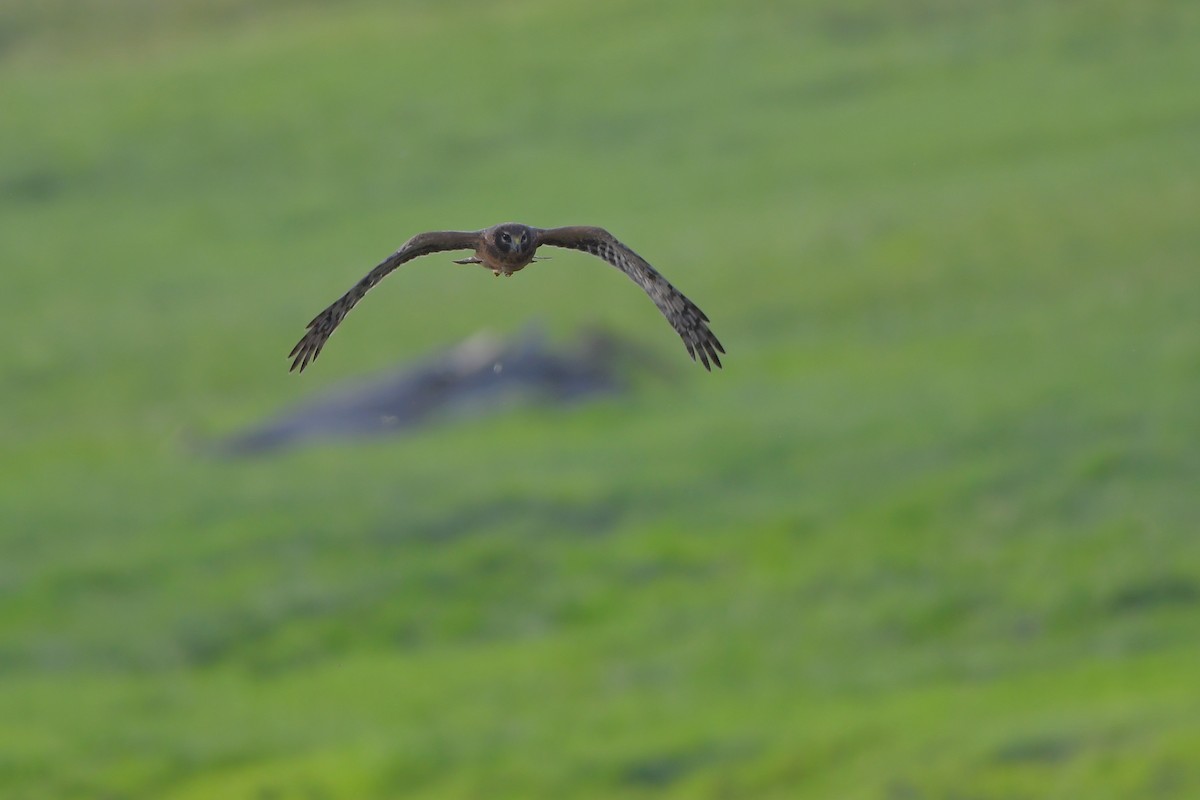 Northern Harrier - ML642430611