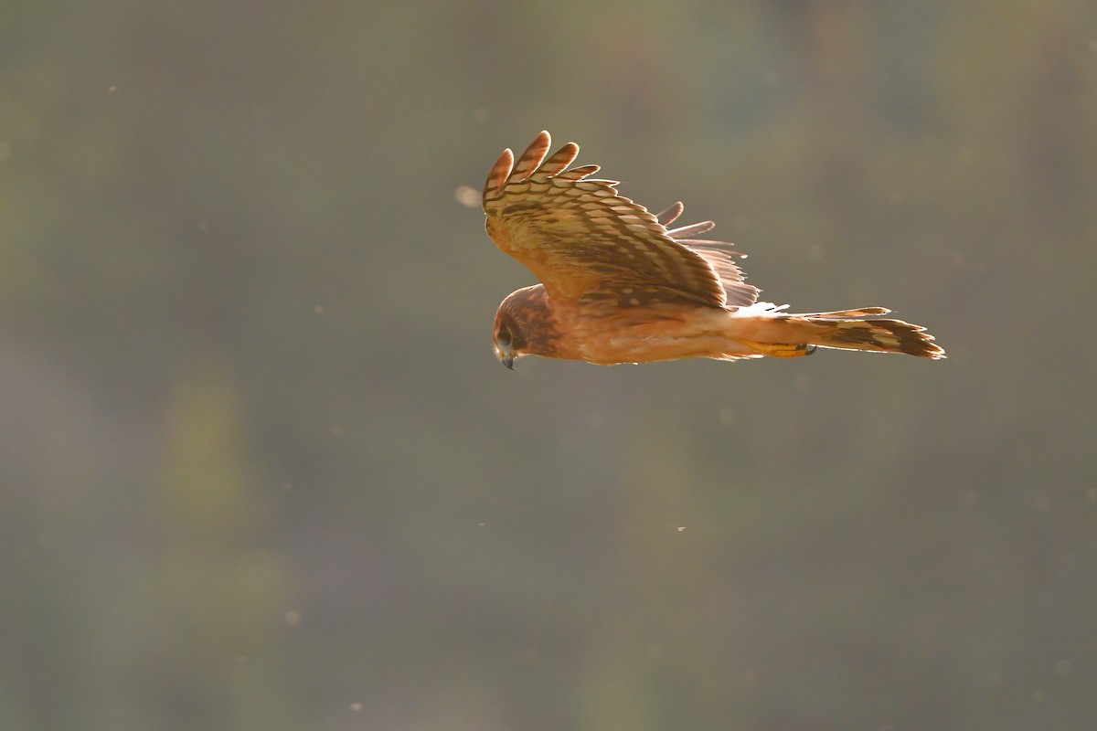 Northern Harrier - ML642430612