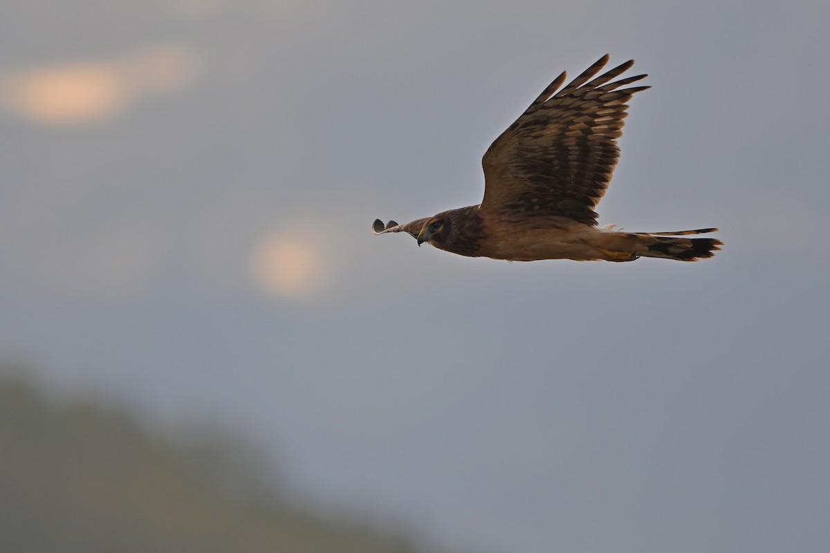 Northern Harrier - ML642430613
