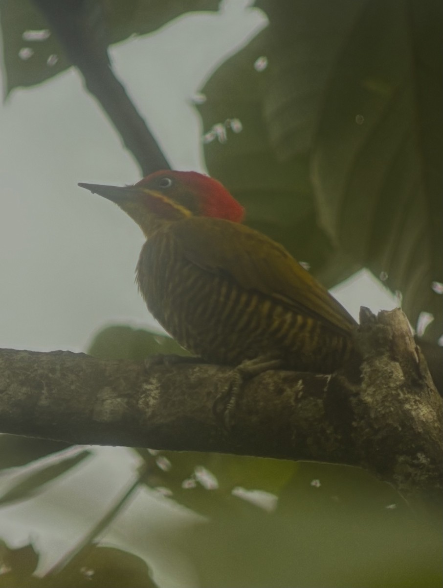 Golden-green Woodpecker - ML642430629