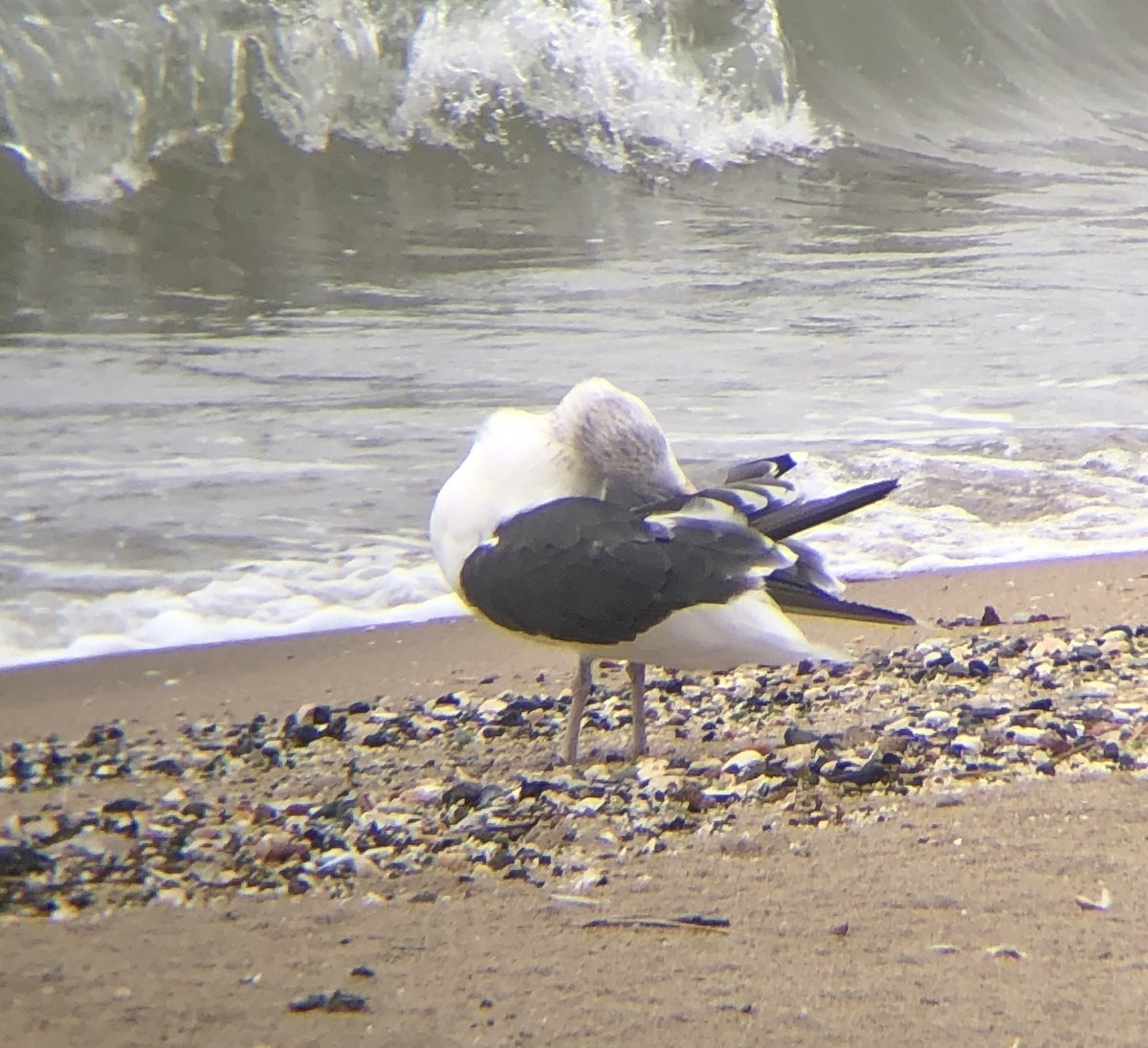Larus sp. - ML642430631