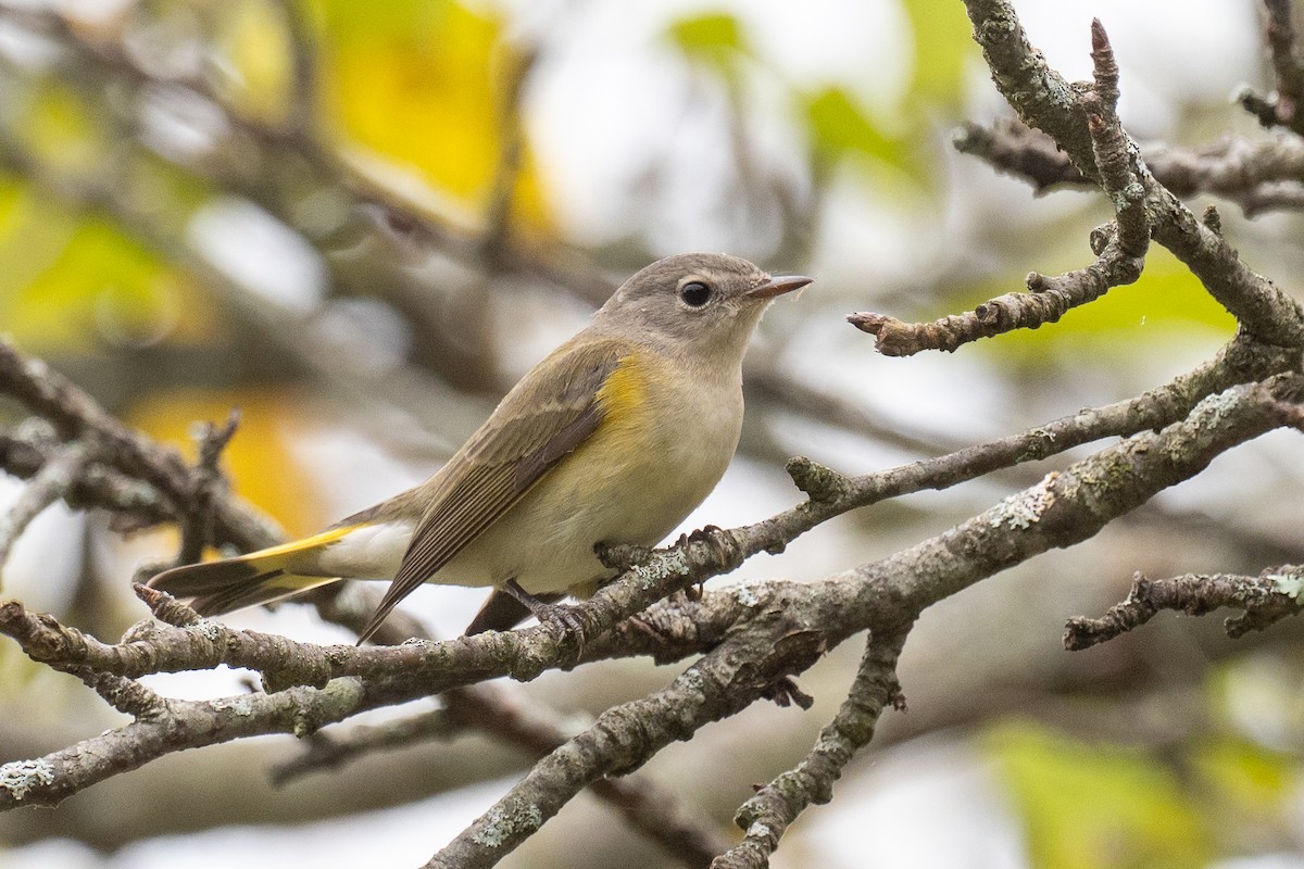American Redstart - ML642430659