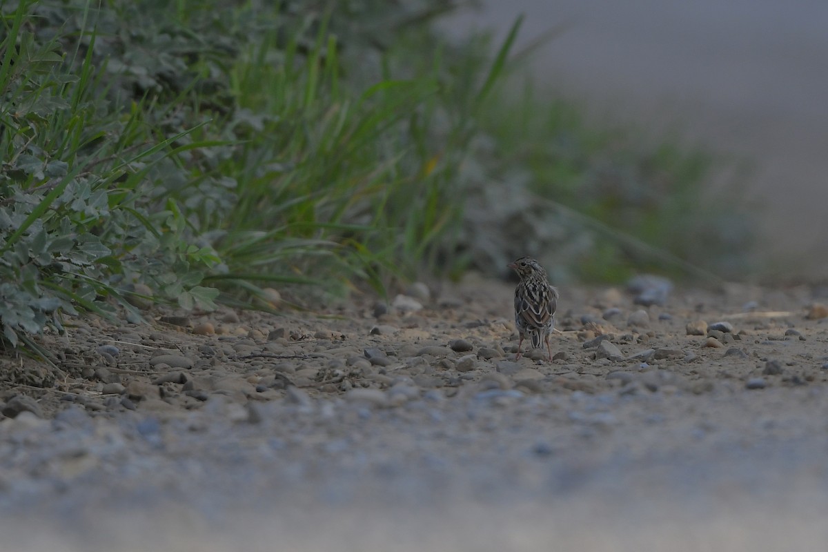 Savannah Sparrow - ML642430661