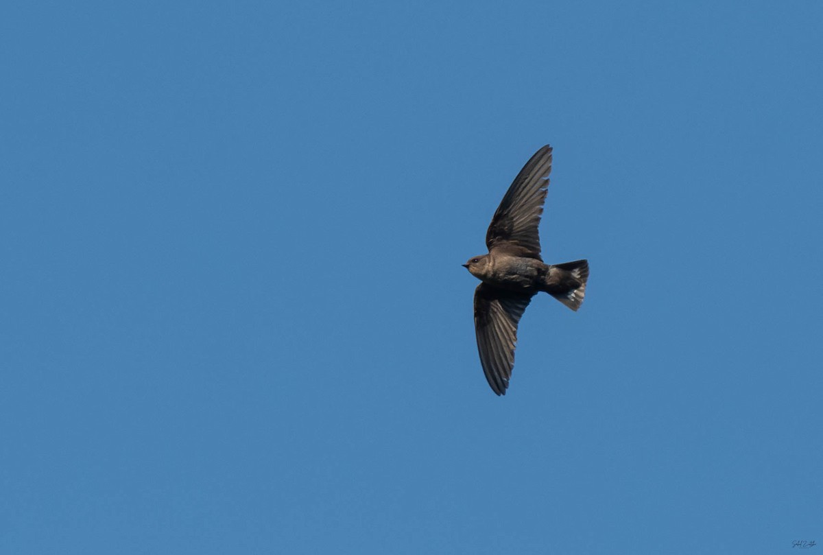 Dusky Crag-Martin - ML642430676