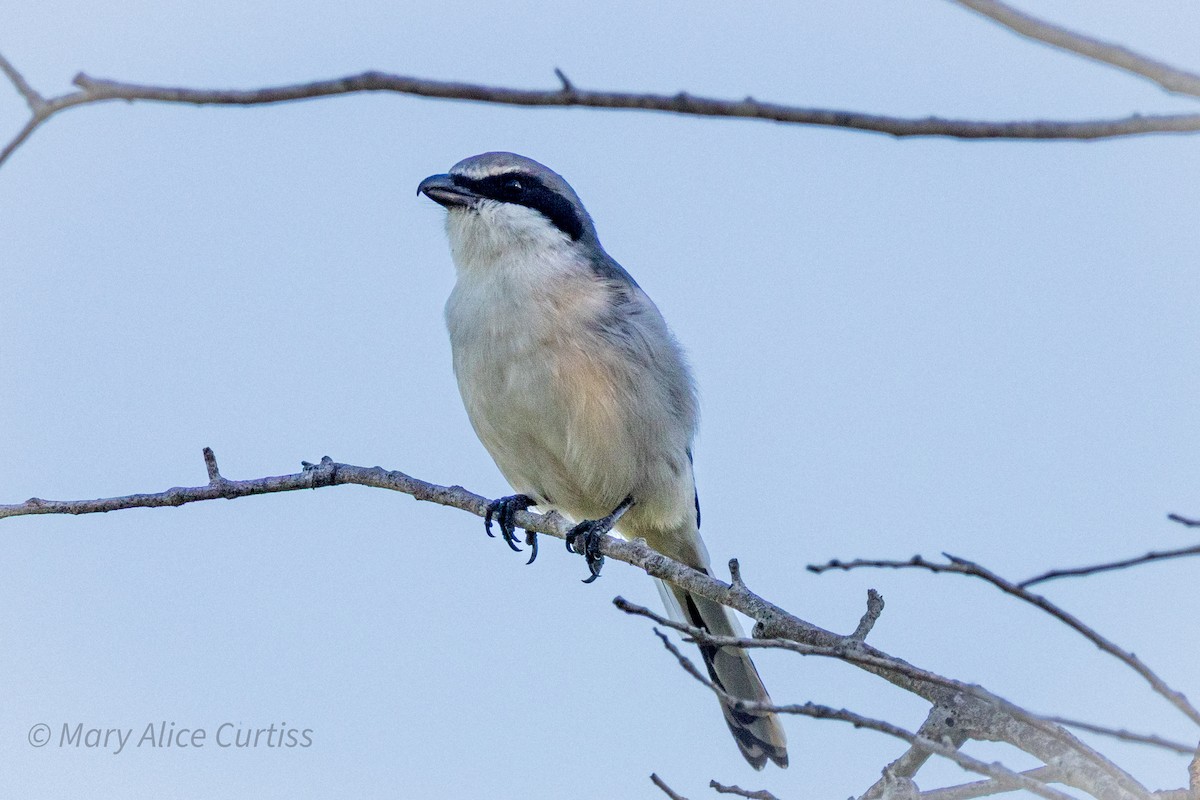 Loggerhead Shrike - ML642430694