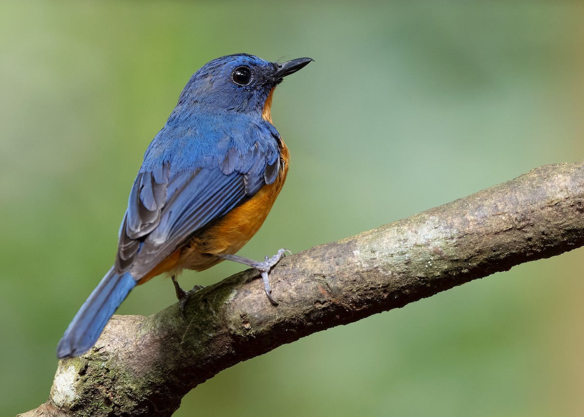 Dayak Blue Flycatcher - ML642430707