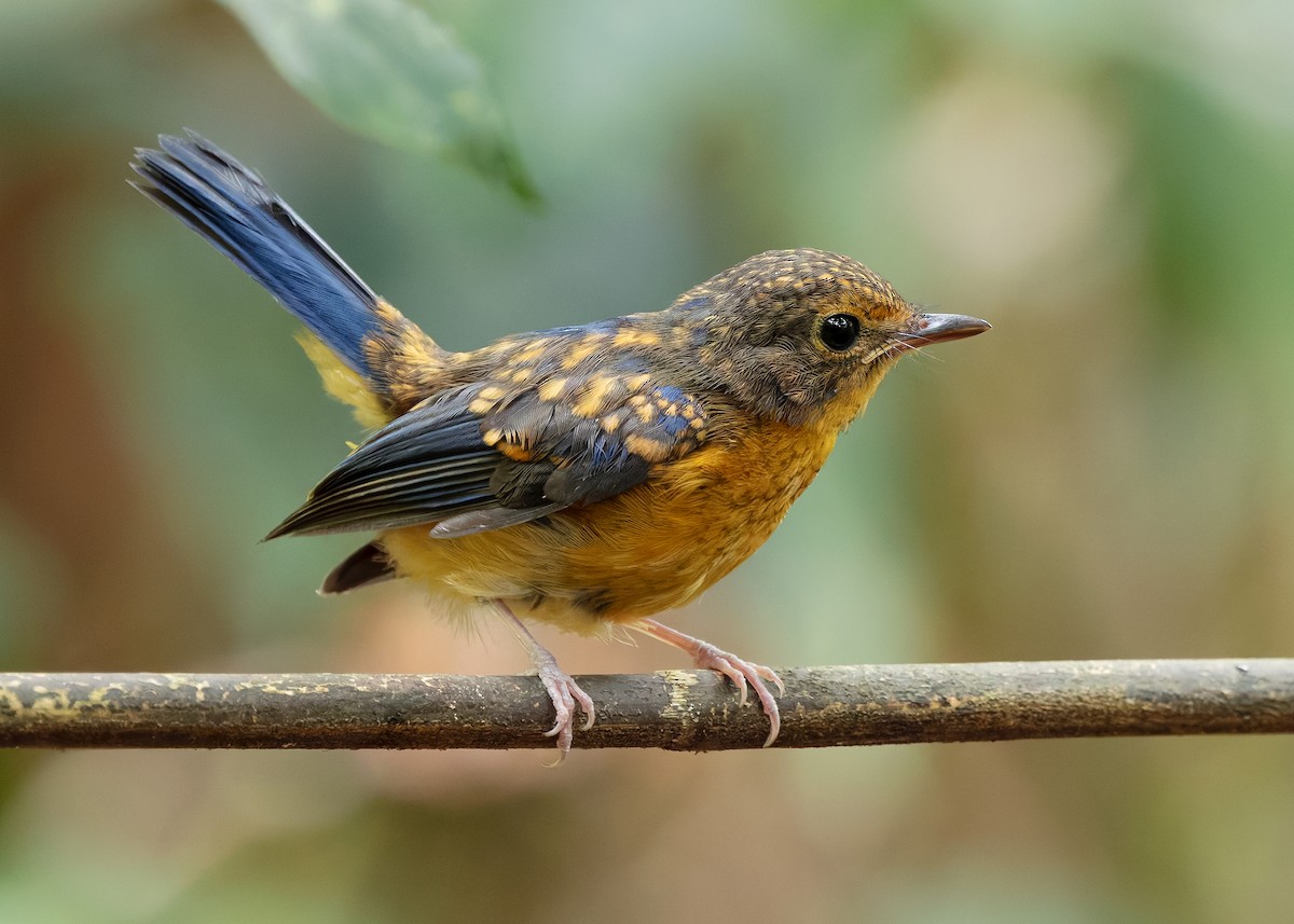 Dayak Blue Flycatcher - ML642430708
