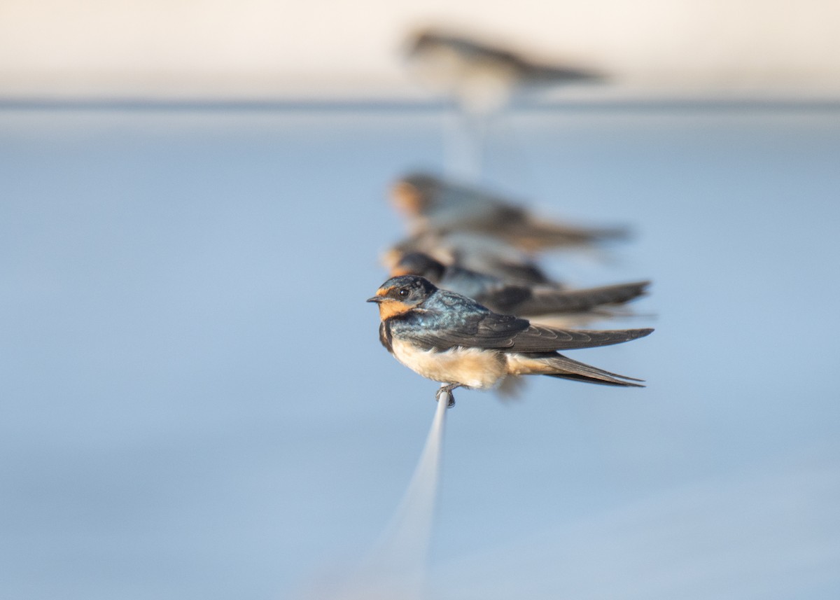 Асрын хараацай - ML642430721