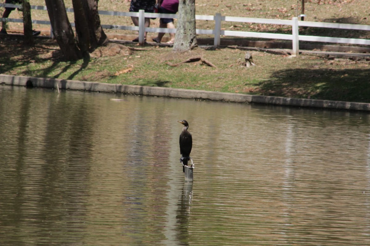 Neotropic Cormorant - ML642430728