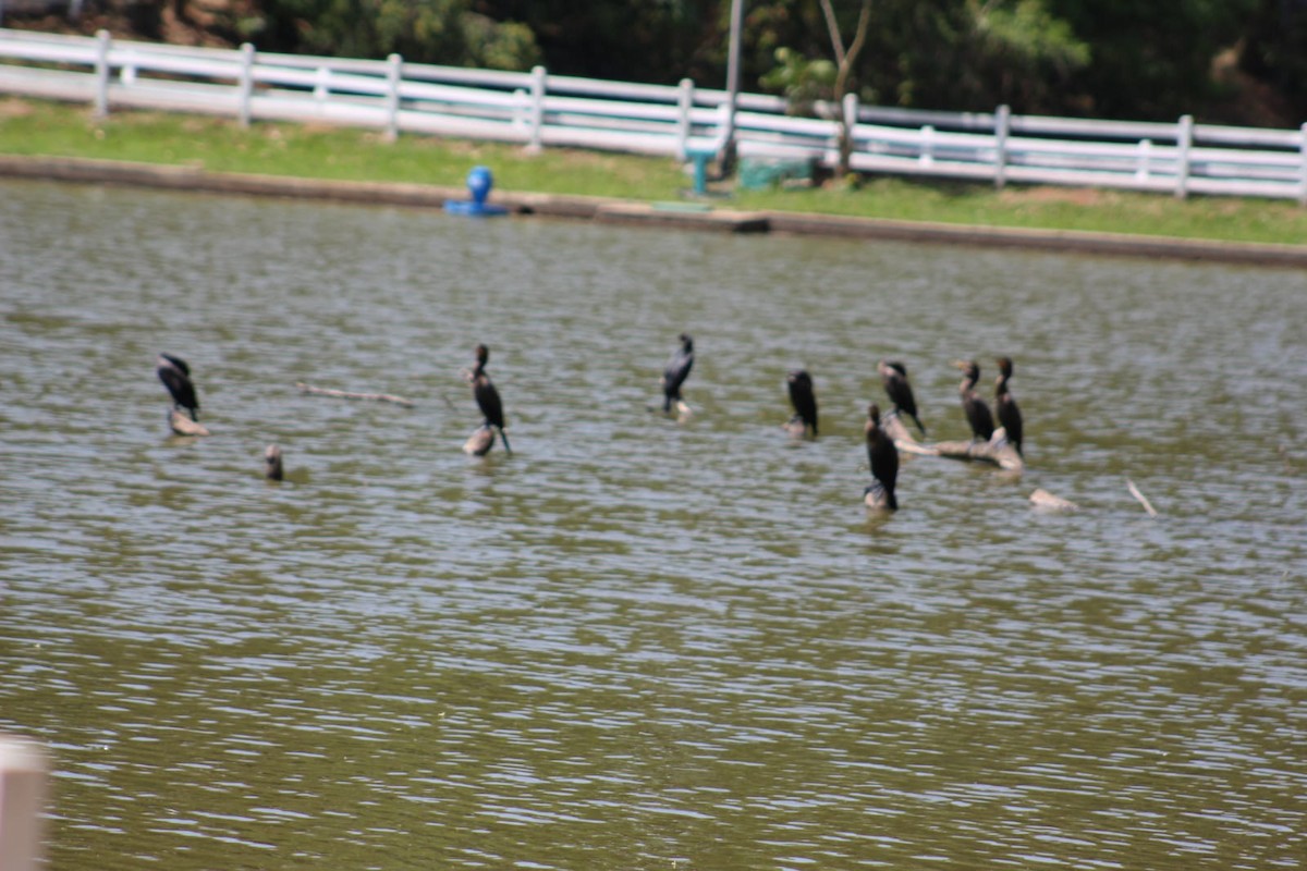 Neotropic Cormorant - ML642430738