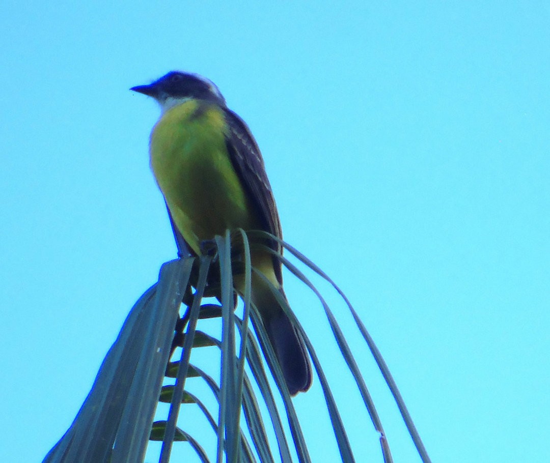 Social Flycatcher - ML642430747