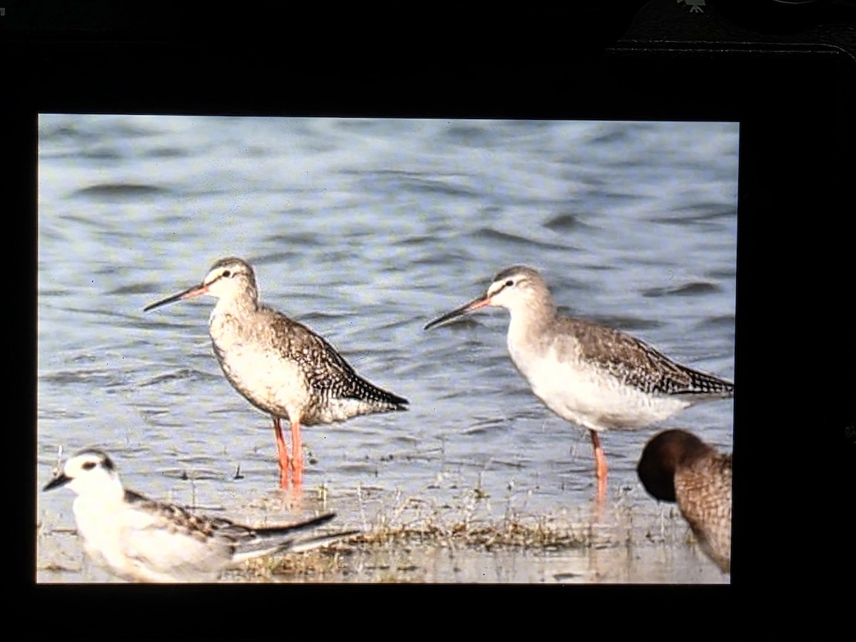 Spotted Redshank - ML642430748