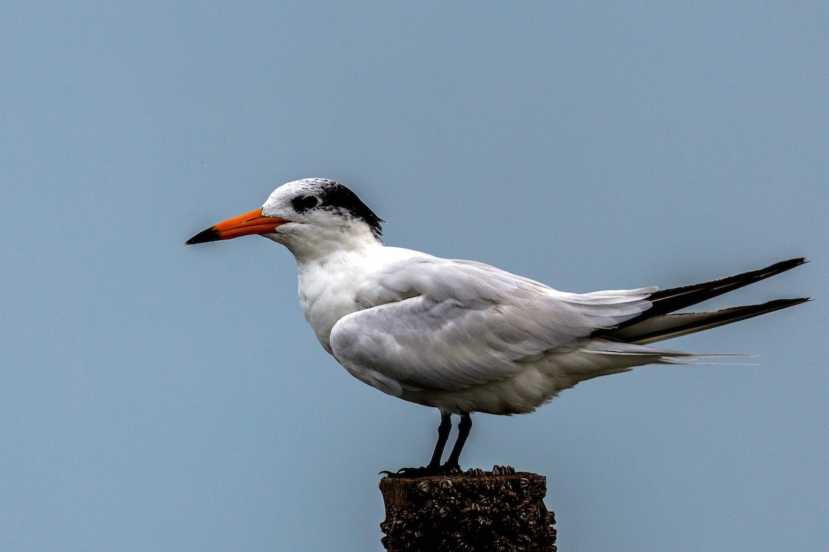 Chinese Crested Tern - ML642430759
