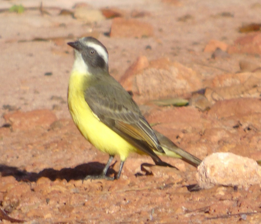 Social Flycatcher - ML642430766