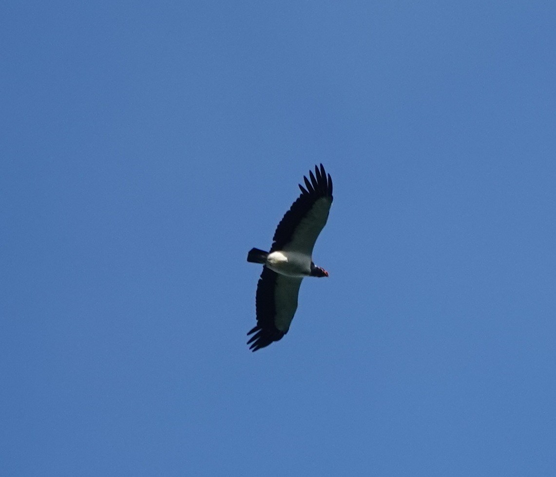 King Vulture - ML642430795
