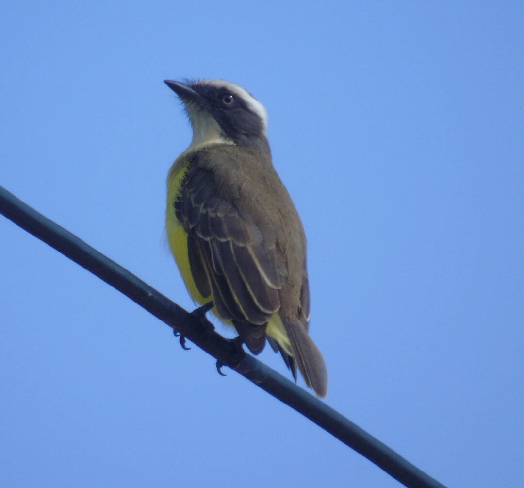 Social Flycatcher - ML642430798