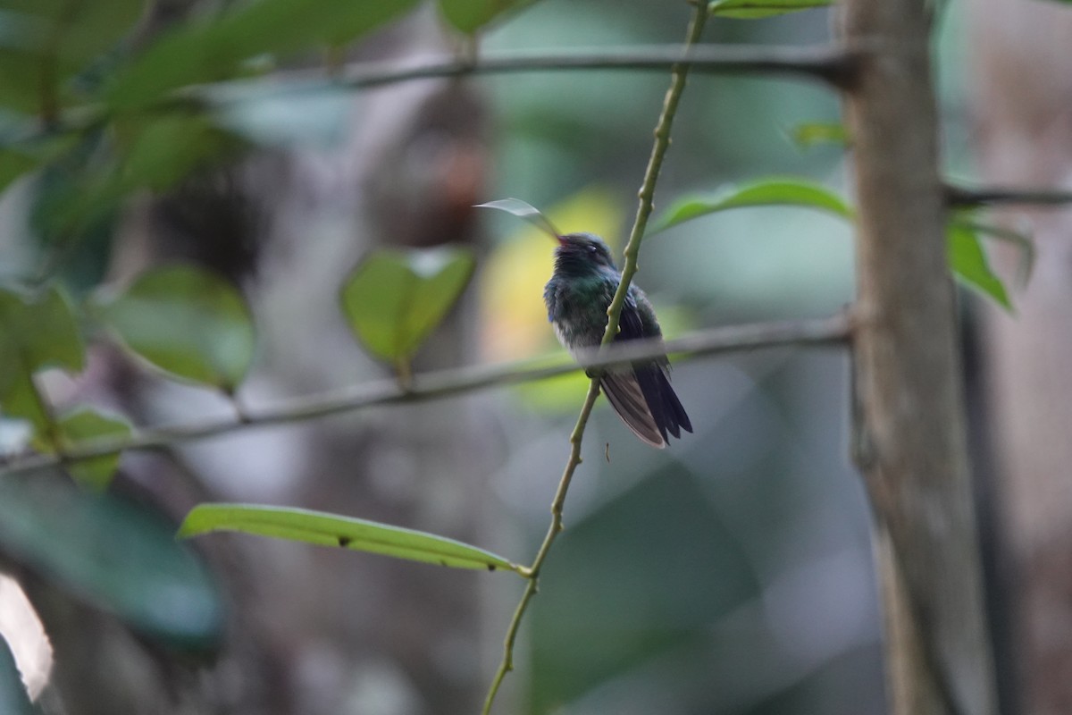 Blue-chinned Sapphire - ML642430816