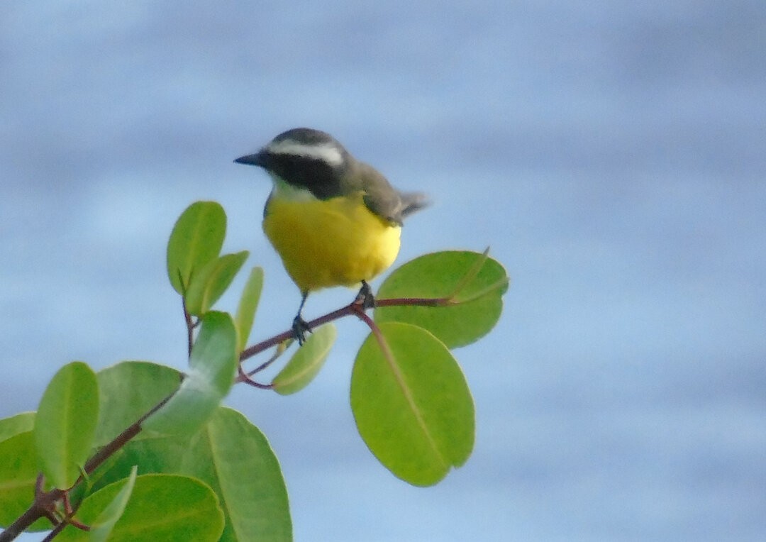 Social Flycatcher - ML642430822