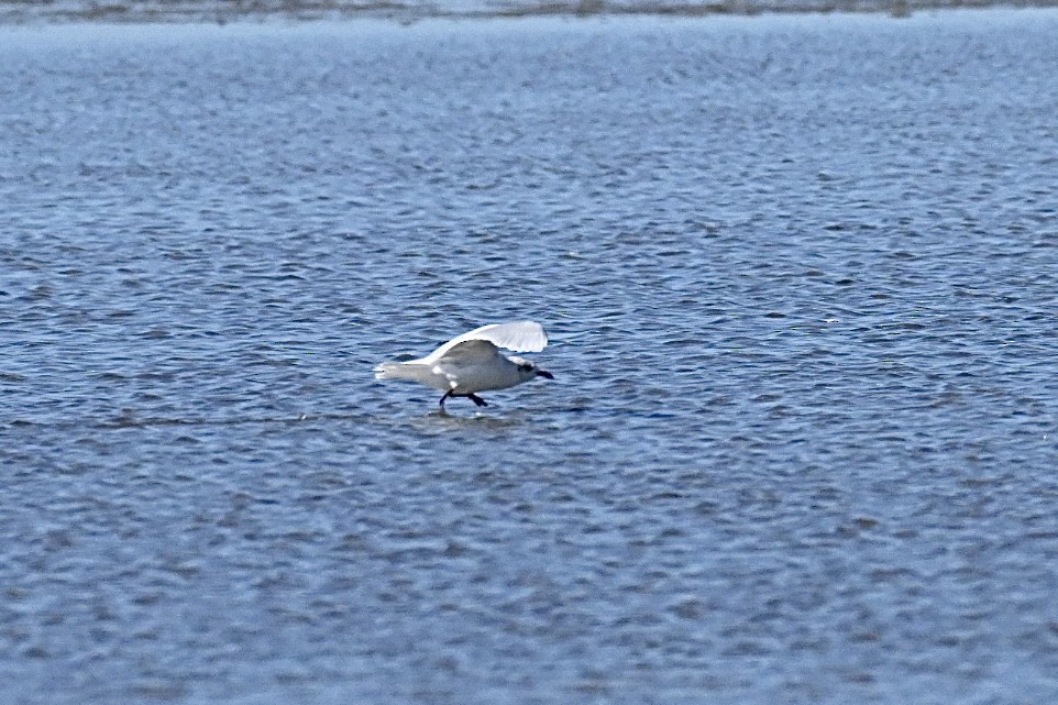 Gaviota Cabecinegra - ML642430831
