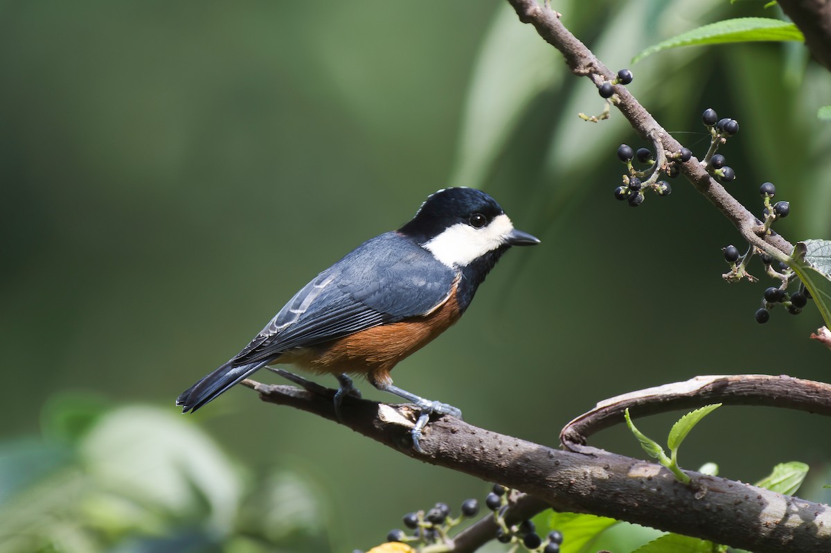 Taiwanbuntmeise - ML642430838
