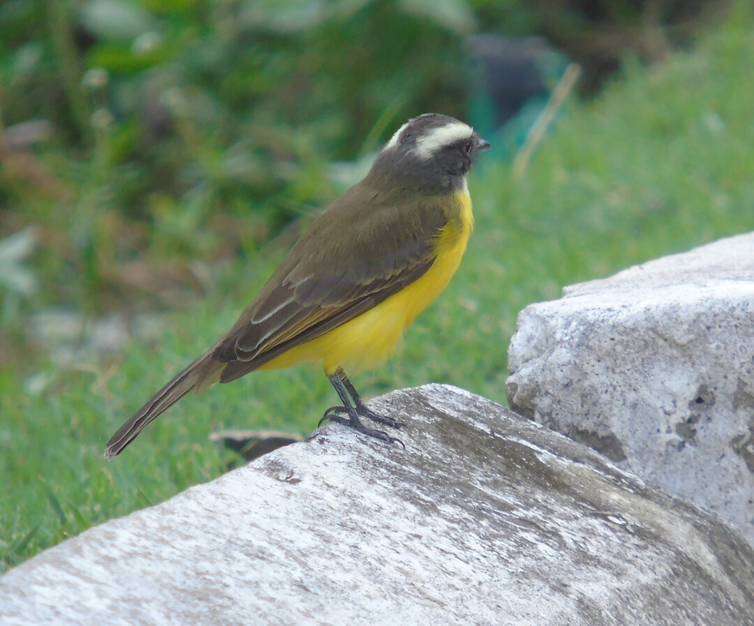 Social Flycatcher - ML642430840