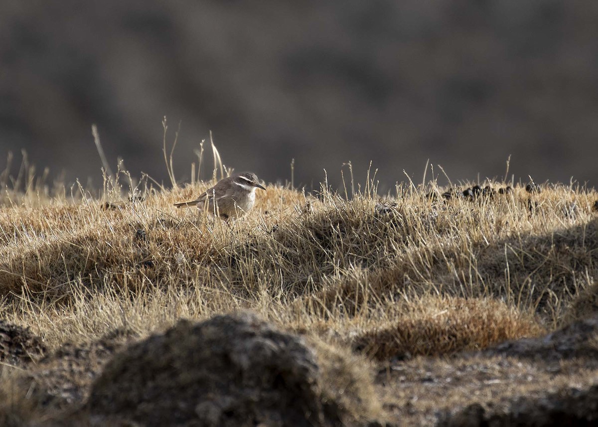 White-winged Cinclodes - ML642430848