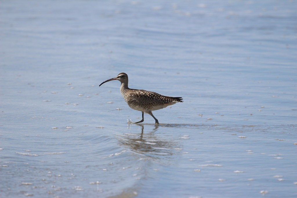 Regenbrachvogel - ML642430871