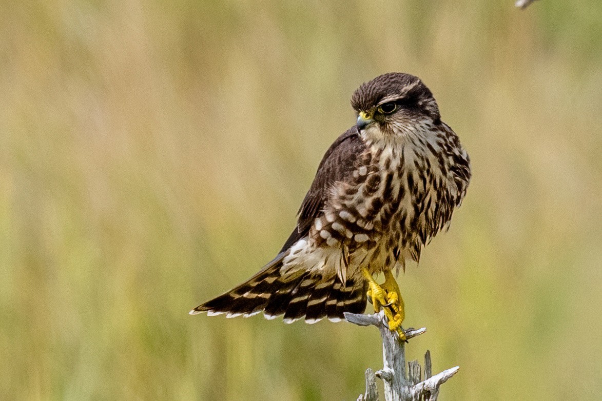 Merlin - ML642430894