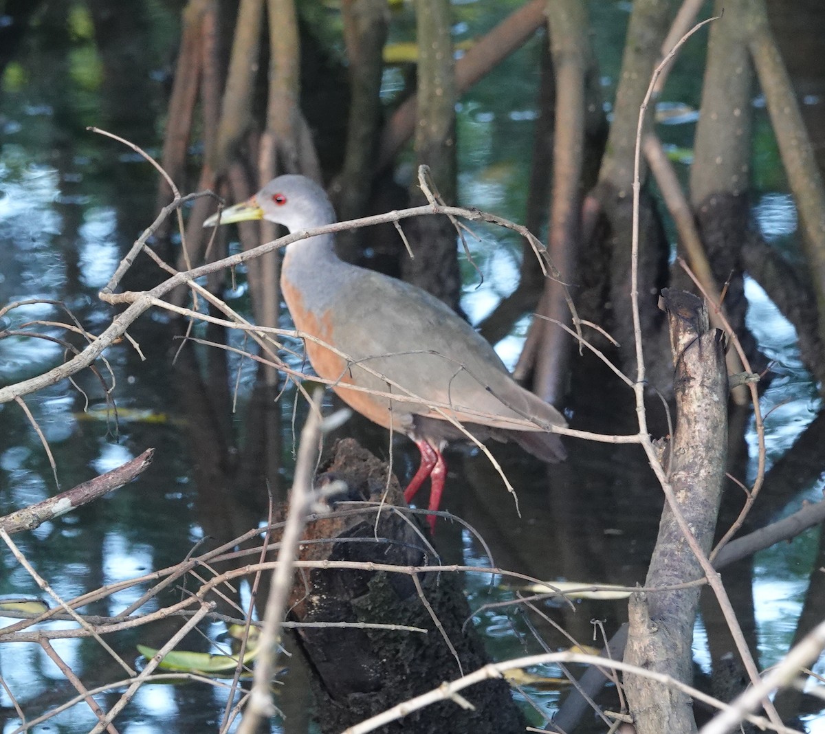 Little Wood-Rail - ML642430901