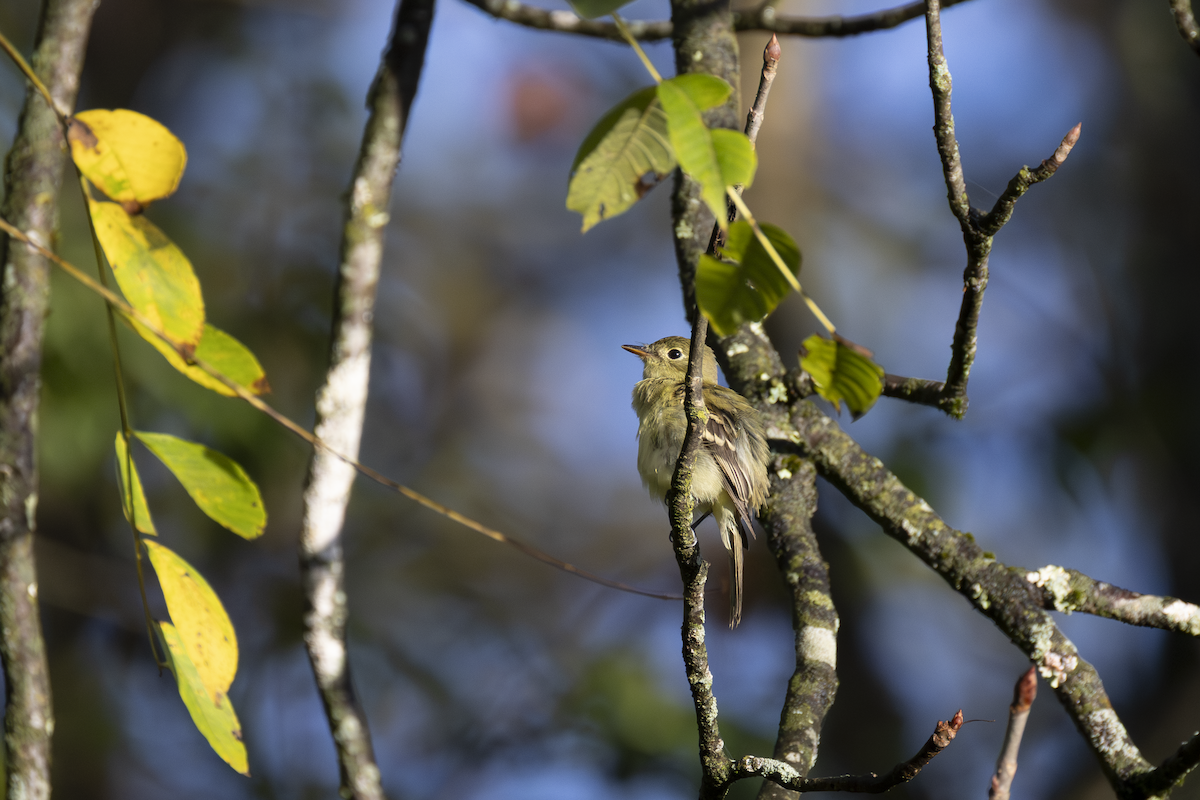 Yellow-bellied Flycatcher - ML642430907