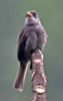 Blackish Pewee - ML642430921