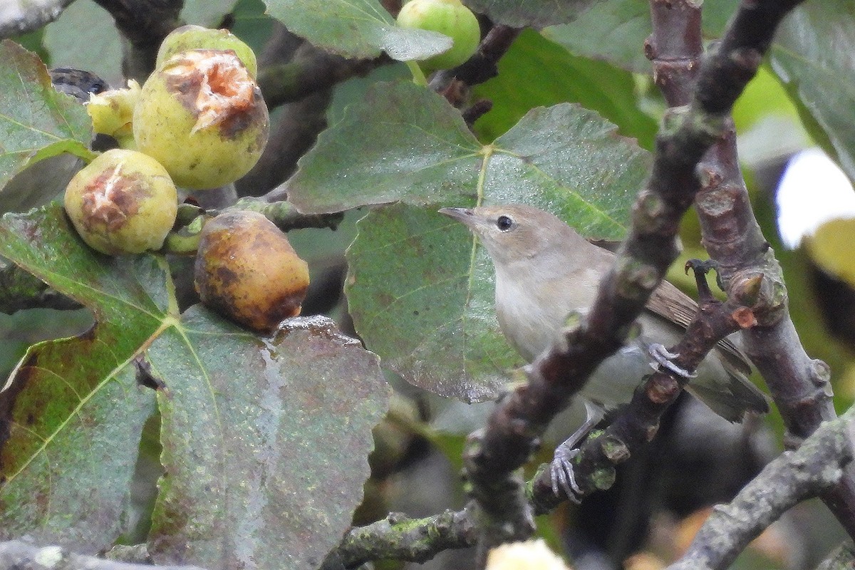 Garden Warbler - ML642430926