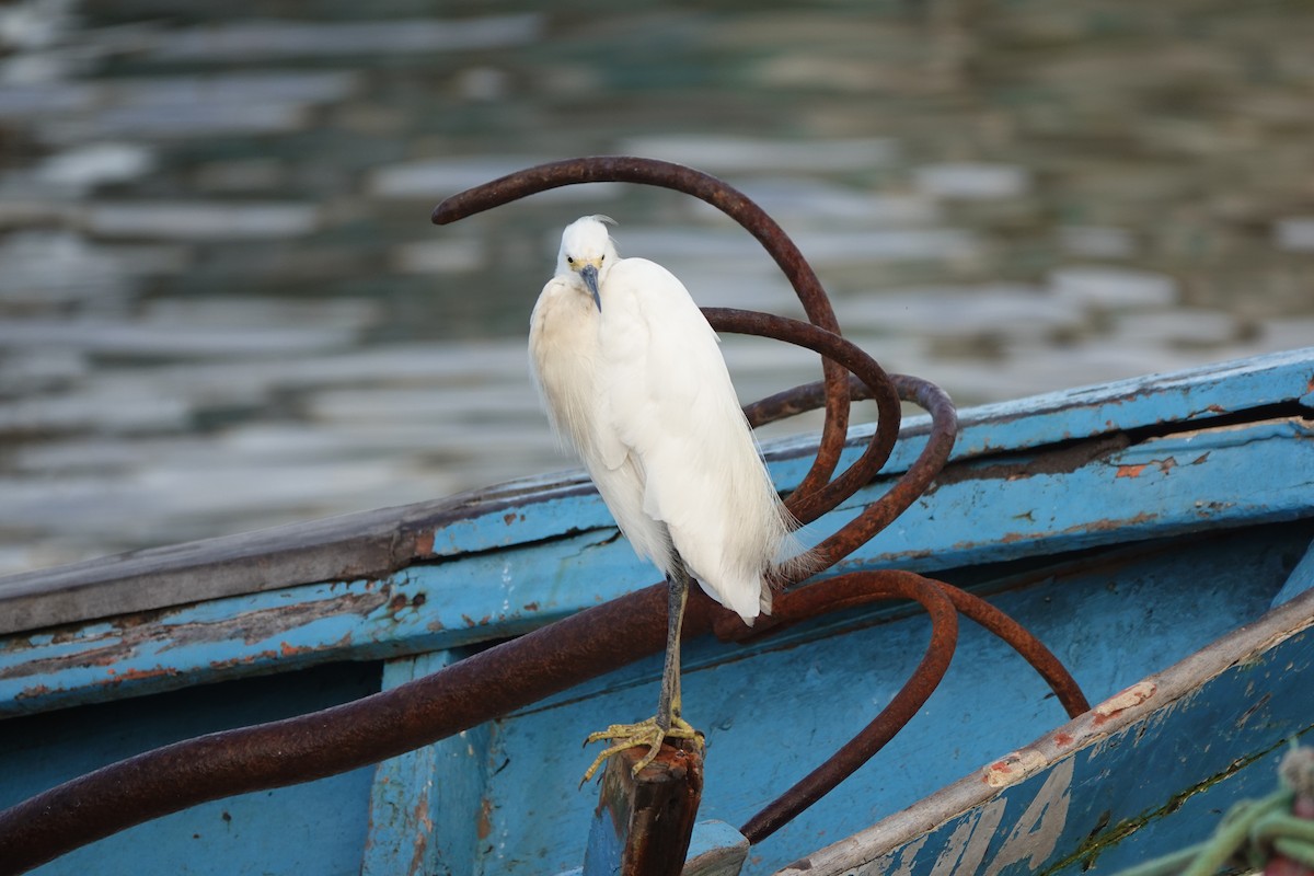 Little Blue Heron - ML642430929