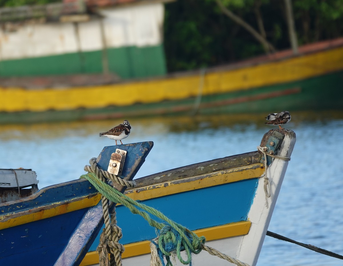 Ruddy Turnstone - ML642430944