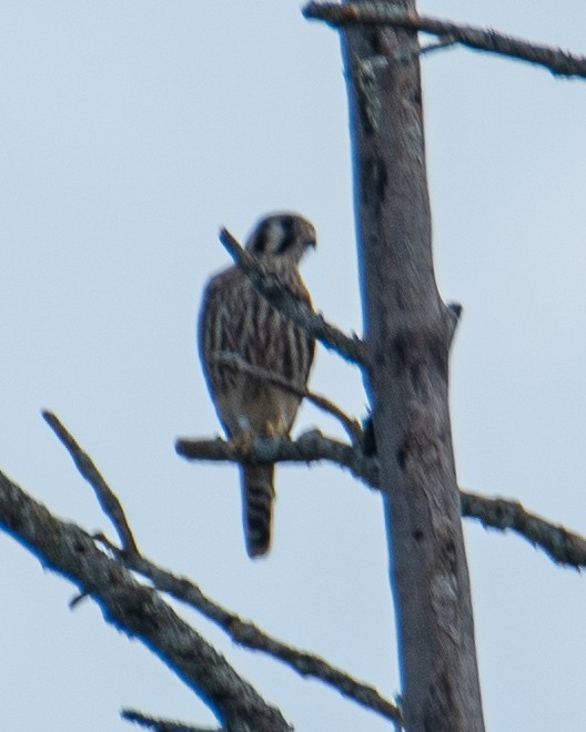 American Kestrel - ML642430953