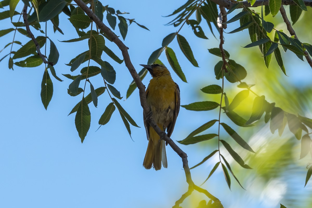 Bullock's Oriole - ML642430978