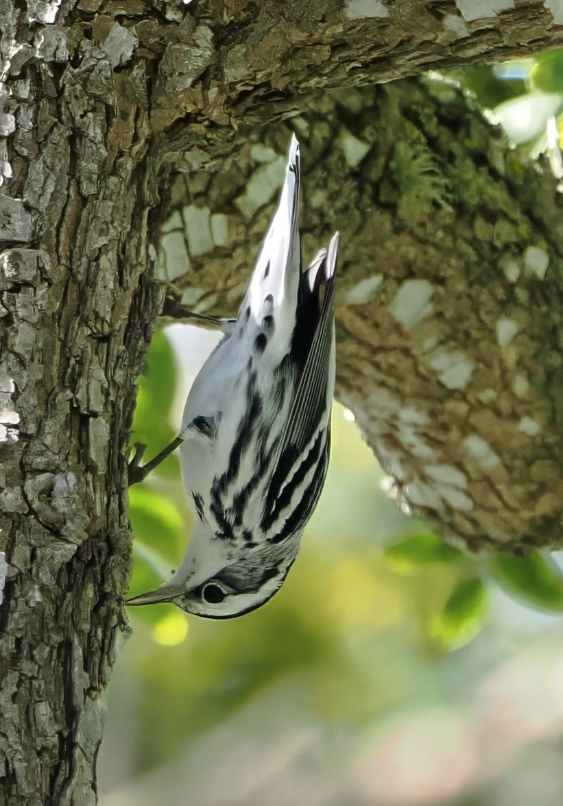 Black-and-white Warbler - ML642431023