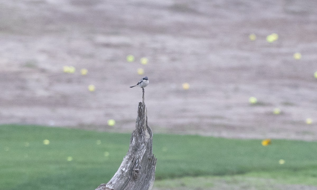 Loggerhead Shrike - ML642431029