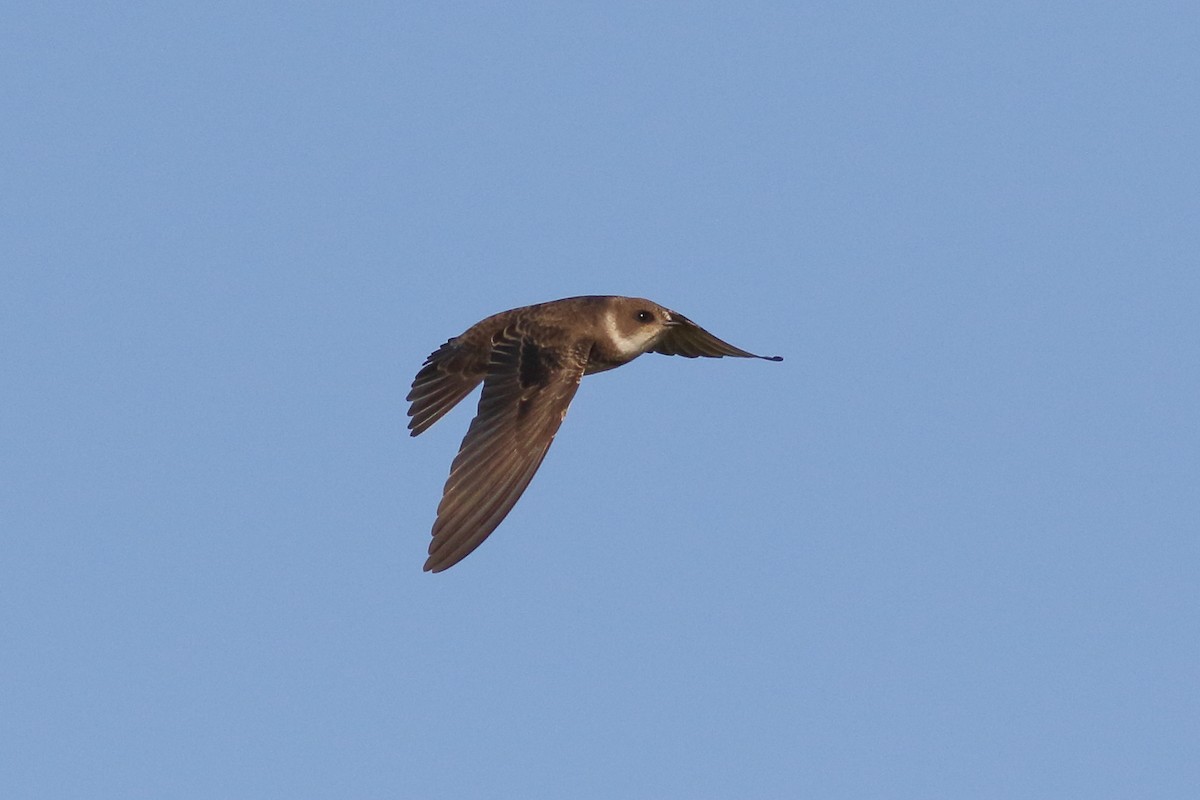 Bank Swallow - ML642431033