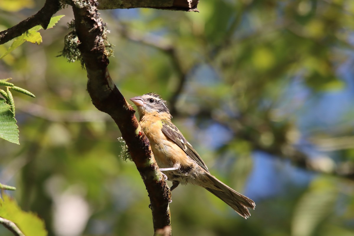 Black-headed Grosbeak - ML642431034