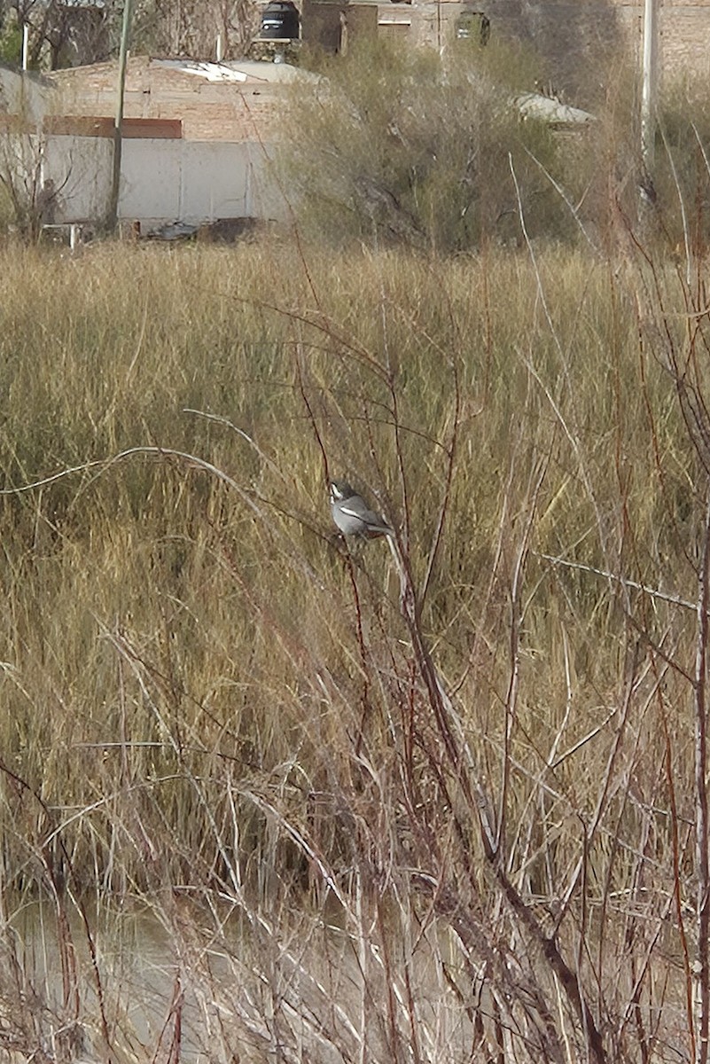 Ringed Warbling Finch - ML642431037
